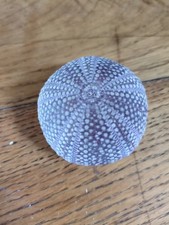 Sea Urchin Seashell. Home Decor, Beach Themed, Sea Shell, 5.5cm diameter