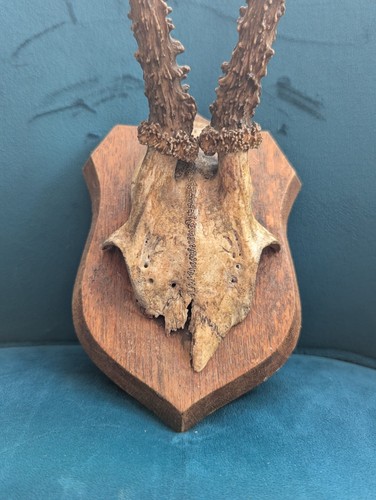 Vintage roe deer antlers - antlers, on