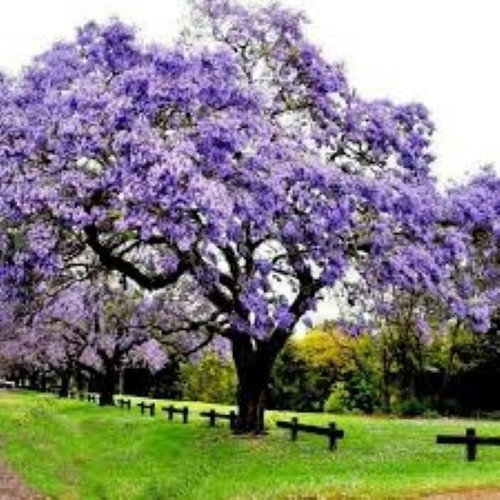 100 empress tree - tree, seeds