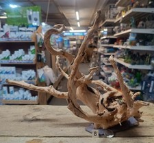 Red Moor Wood Root on Slate