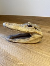 Taxidermy Alligater Head