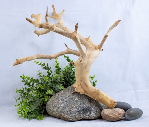 Manzanita driftwood branch - manzanita,