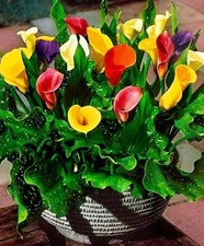 3 ZANTEDESCHIA MIXED CALLA (ARUM)LILY BULBS SIZE 22/24 SUMMER FLOWER PERENNIAL