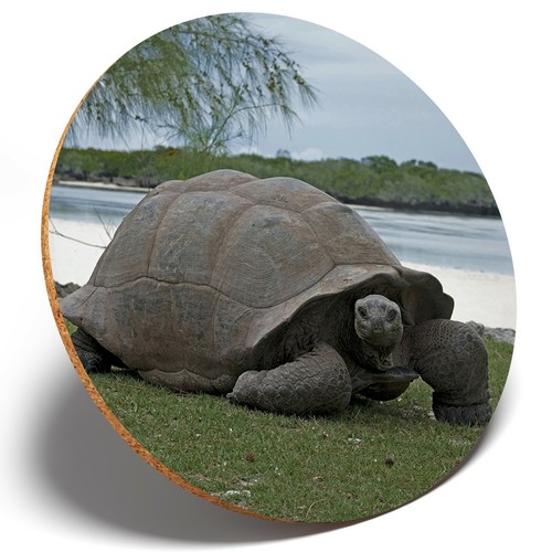Aldabra giant tortoise - giant,