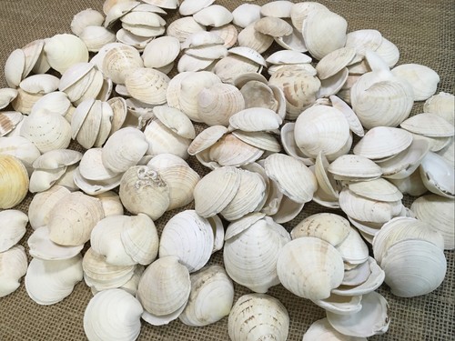 200 large clam - large, shells