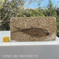 Knightia alta Fossil Fish in Matrix – Genuine Eocene Fish Fossil from USA –