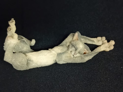 Breed apart grey cat - breed,