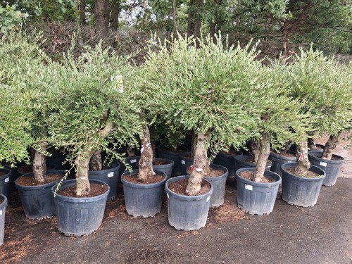 Olive tree standard lollipop - olive,