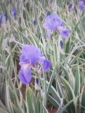 Iris Germanica, Varigated
