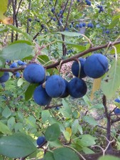 Damson Plum Tree Seeds/Pits, picked September 2025 - 8 SEEDS IN PACK