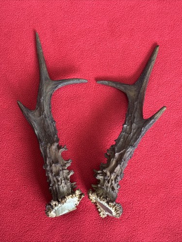 Pair roe deer antlers - of,