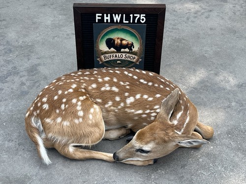 Fhwl175 fawn deer taxidermy - -,