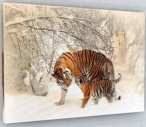 Stunning snow tiger and - stunning, cub