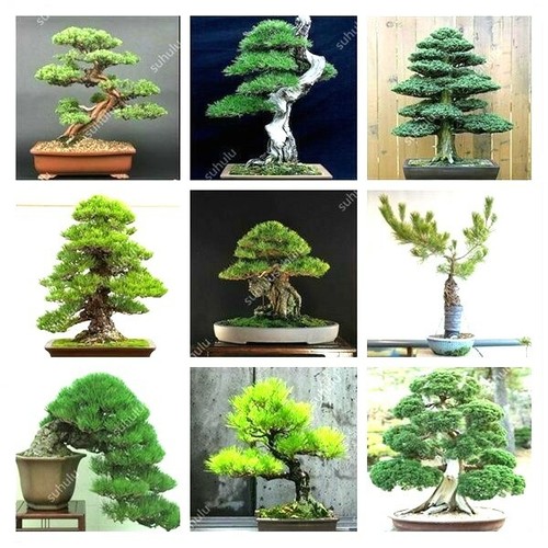 Bonsai tree seed assorted - bonsai,
