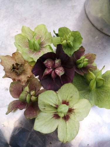 Hellebore seeds x35 - x35, fresh