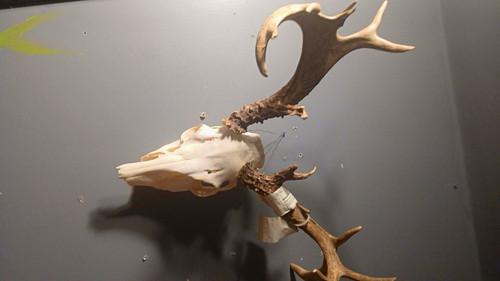 Point deer skull with - point,