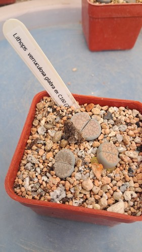 Lithops veruculosa glabra - , ex