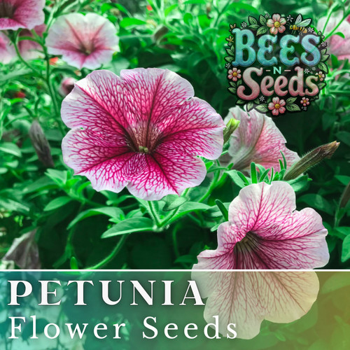 1000 enchanting rose petunia - enchanting,