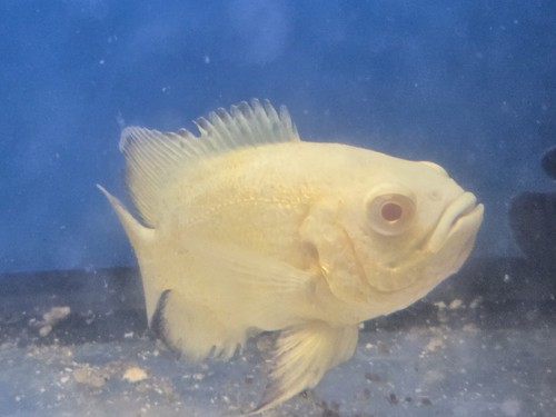Yellow oscar top breed to - top, 3"