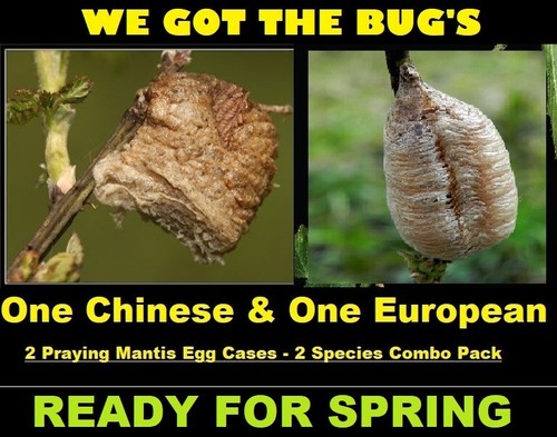 European 1 chinese - 1, praying
