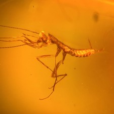 PRAYING MANTIS in Burmese /