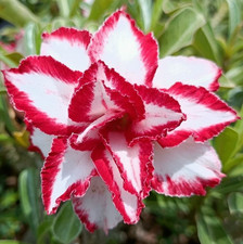Adenium obesum - Desert Rose - Ferrary - Freshly Arrived from Thailand