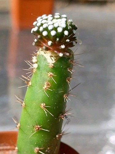 Cactus mammillaria luethyi - luethyi, mz