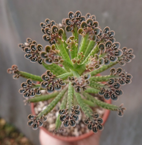 Kalanchoe tubiflora mother - kalanchoe, tubiflora|mother
