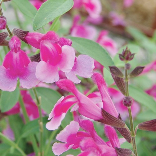 Salvia dayglow hardy - dayglow, sage
