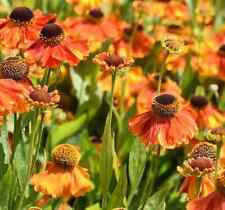 50 SEEDS HELENIUM AUTUMNALE