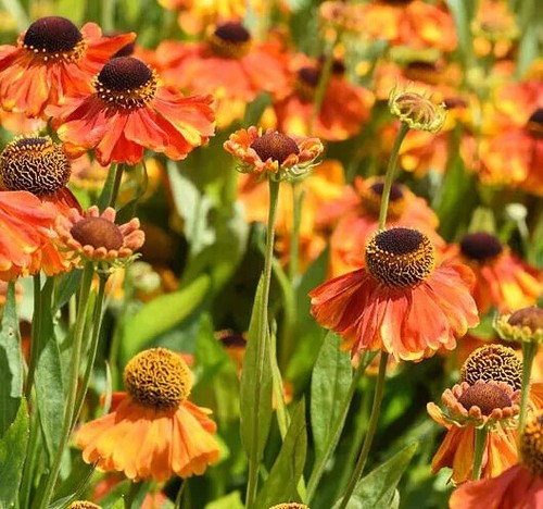 Seeds helenium autumnale - helenium,