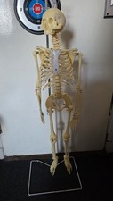 90CM Human Skeleton Moving