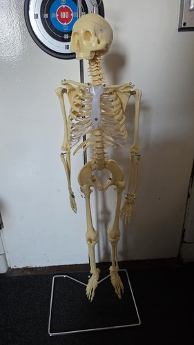 90cm human skeleton moving - skeleton,
