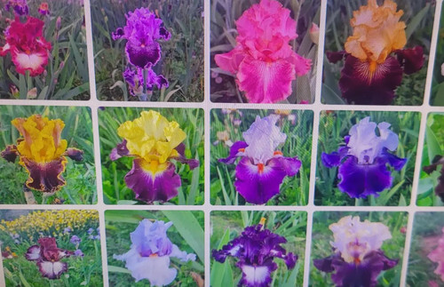 Iris germanica color mix - color,