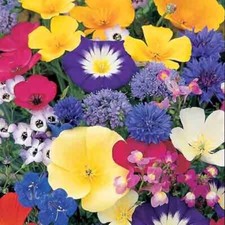 100% Wild Flower Seeds Scented