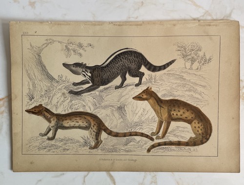 Antique book engraving - book,