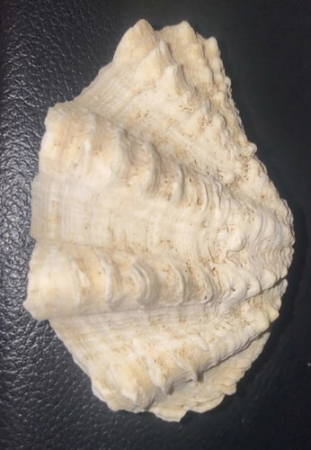 Pcs natural red sea shells - 3,
