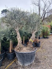 European Olive Tree Double