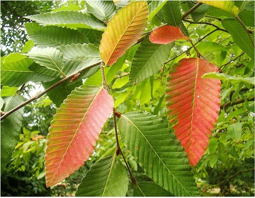 Nothofagus obliqua southern - nothofagus, obliqua,
