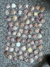 100 Pcs Scallop Seashells