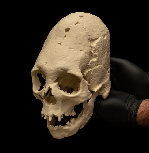 Human skull replica - skull, elongated