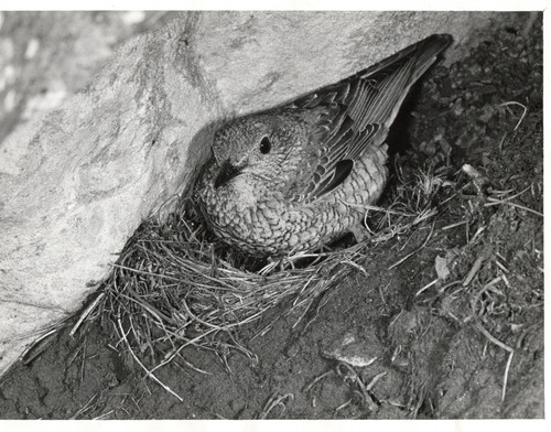 The rock thrush monticola - rock, (monticola