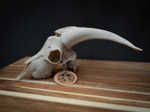 Scaled down goat skull replica - skull,
