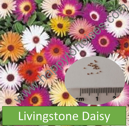 Deluxe tortoise flower seeds - tortoise, |