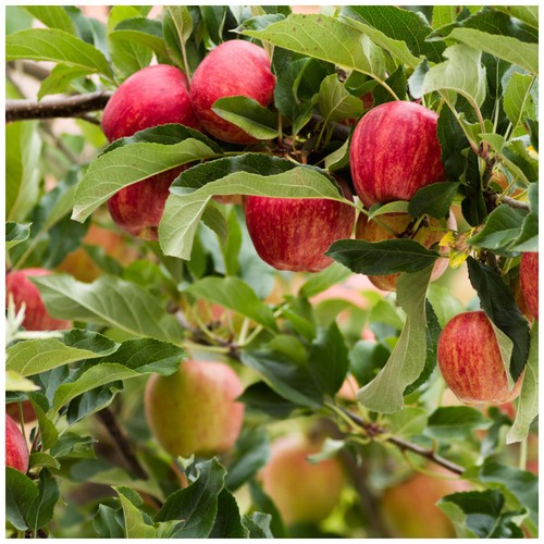 Gala apple tree - gala, 4-5ft,