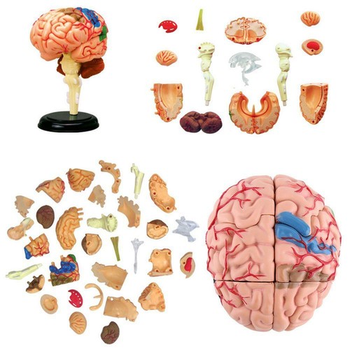 Disassembled anatomical - disassembled,