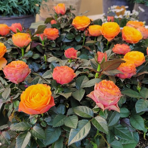 Rose indoor firebird - firebird,