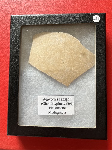 Aepyornis dinosaur egg - aepyornis,