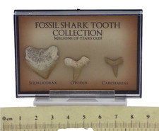 Junior Fossil Shark Teeth