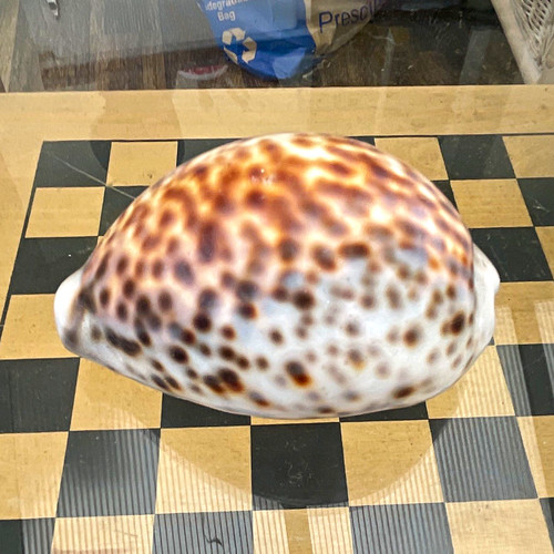 Polished natural cowrie shell - cowrie,
